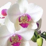 Pinkweißfarbene Ochideenblüte im Detail