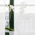 Weiße Orchidee hinter einem Vorhang am fenster
