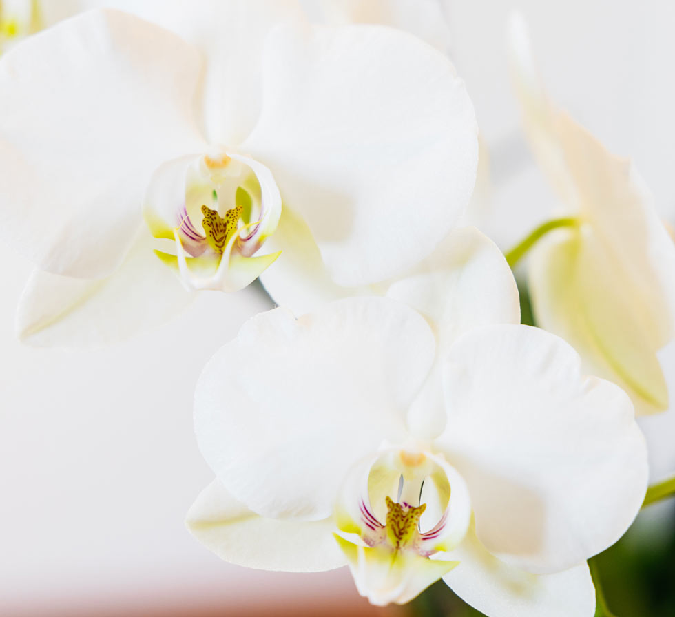 Foto von Orchideen